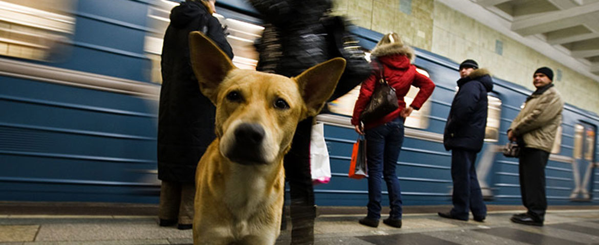 Metrohunde