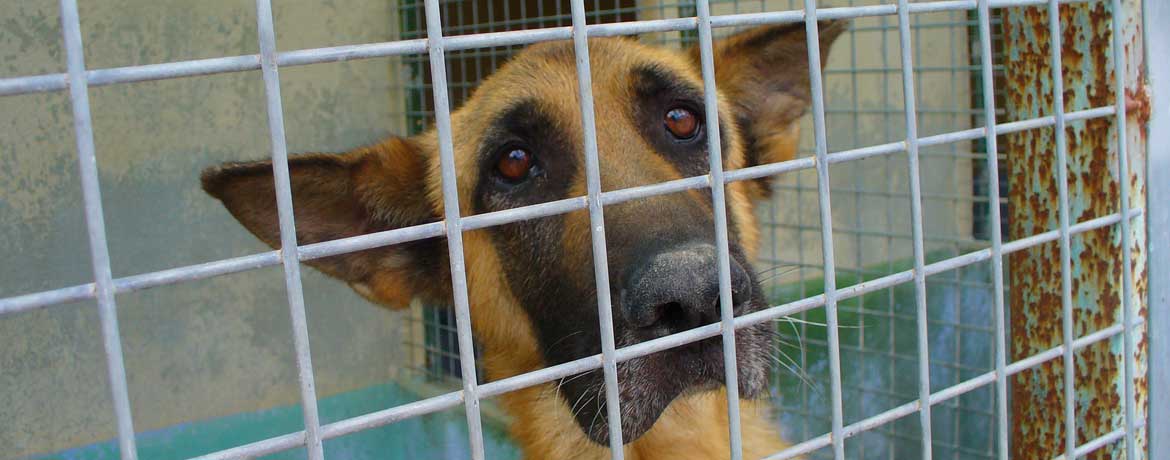 Hundehölle Apulien: das System «canile»